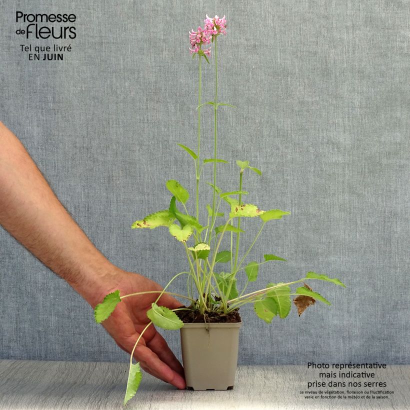 Exemplaar van Stachys officinalis Pink Cotton Candy - Betonie Kweekpotje van 8/9 cm zoals geleverd in de zomer