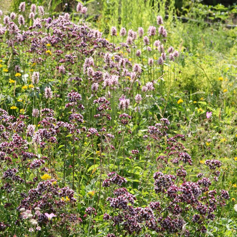 Stachys officinalis Pink Cotton Candy - Betonie (Groeiplaats)