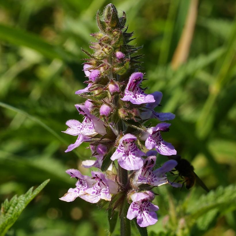 Stachys palustris - Moerasandoorn (Bloei)