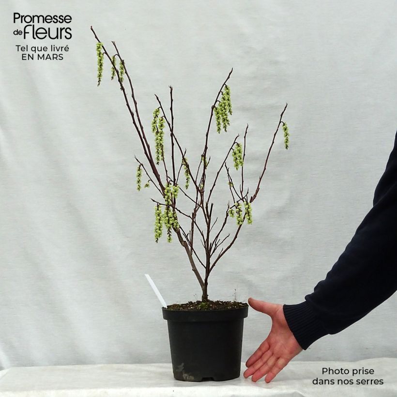Exemplaar van Stachyurus chinensis Celina - Chinese staartaar Pot van 3 l/4 l zoals geleverd in de lente