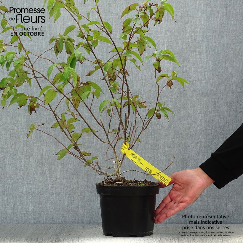 Exemplaar van Stachyurus chinensis Celina - Chinese staartaar Pot van 3 l/4 l zoals geleverd in de herfst