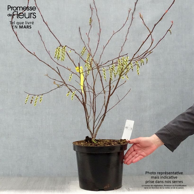 Exemplaar van Stachyurus chinensis Celina - Chinese staartaar Pot van 7,5 l/10 l zoals geleverd in de lente