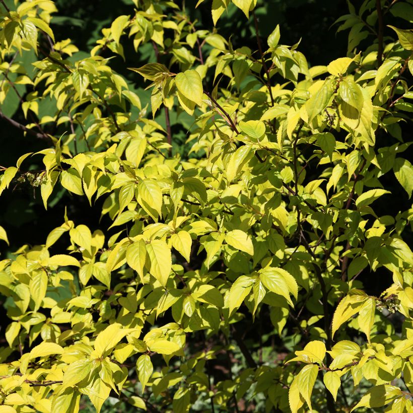 Stachyurus chinensis Goldbeater - Chinese staartaar (Blad)