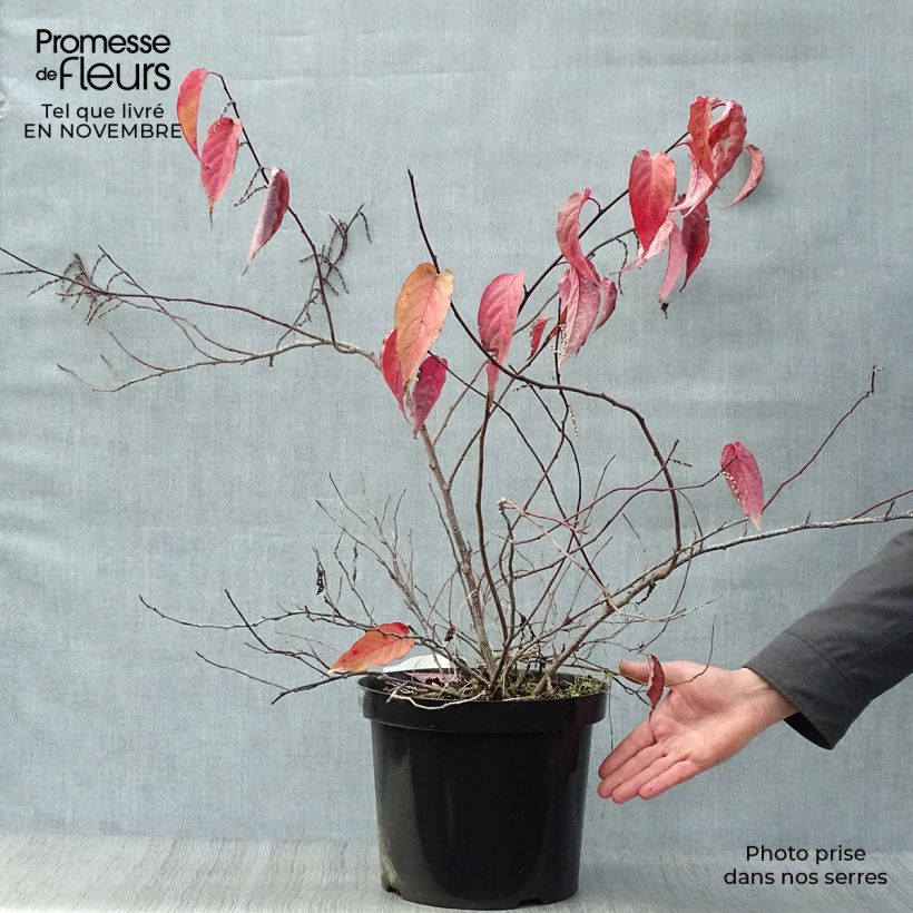 Exemplaar van Stachyurus chinensis Joy Forever - Chinese staartaar Pot van 7,5 l/10 l zoals geleverd in de herfst