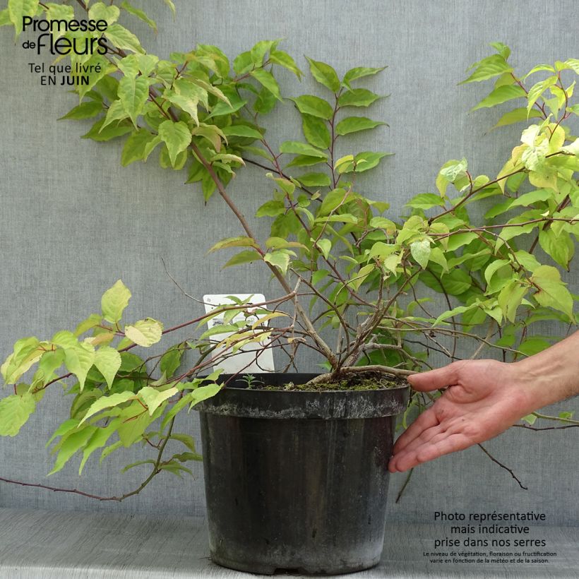 Exemplaar van Stachyurus chinensis Joy Forever - Chinese staartaar Pot van 7,5 l/10 l zoals geleverd in de zomer
