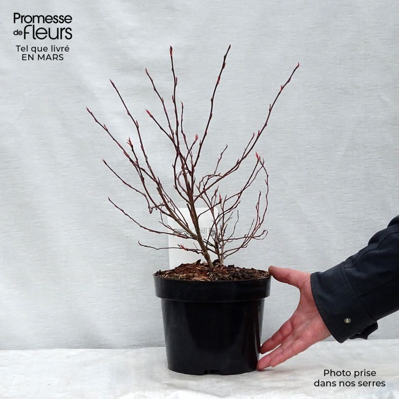 Exemplaar van Stachyurus chinensis Joy Forever - Chinese staartaar Pot van 2 l/3 l zoals geleverd in de lente