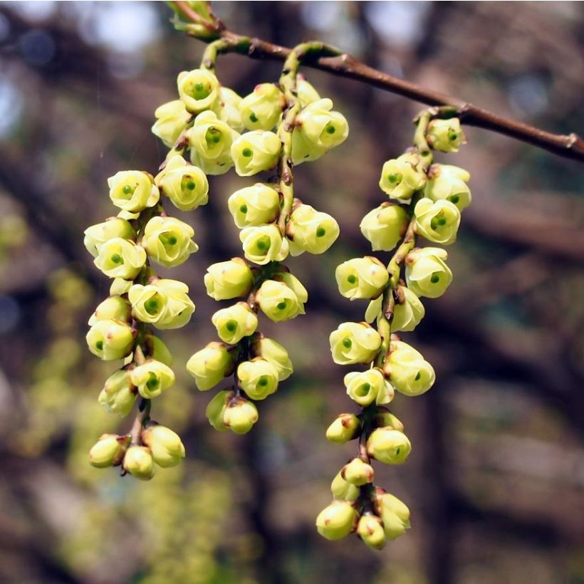 Stachyurus praecox - Chinese staartaar (Bloei)
