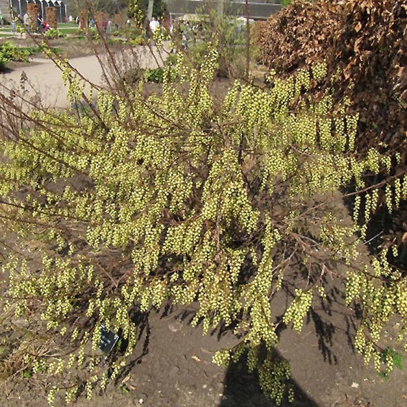Stachyurus praecox - Chinese staartaar (Groeiplaats)