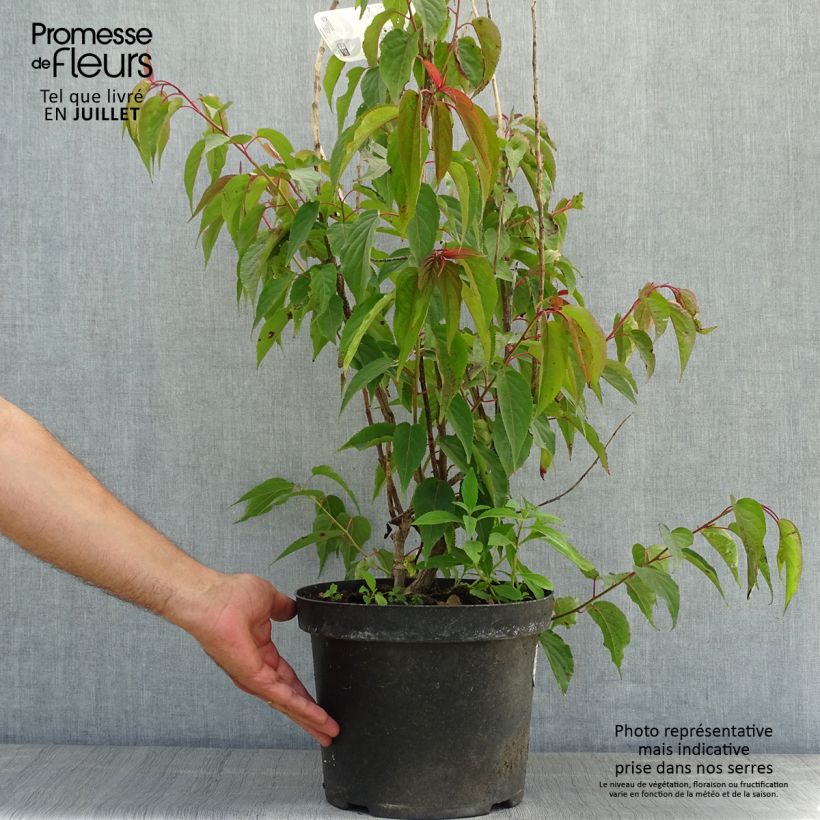 Exemplaar van Stachyurus praecox - Chinese staartaar Pot van 2 l/3 l zoals geleverd in de zomer