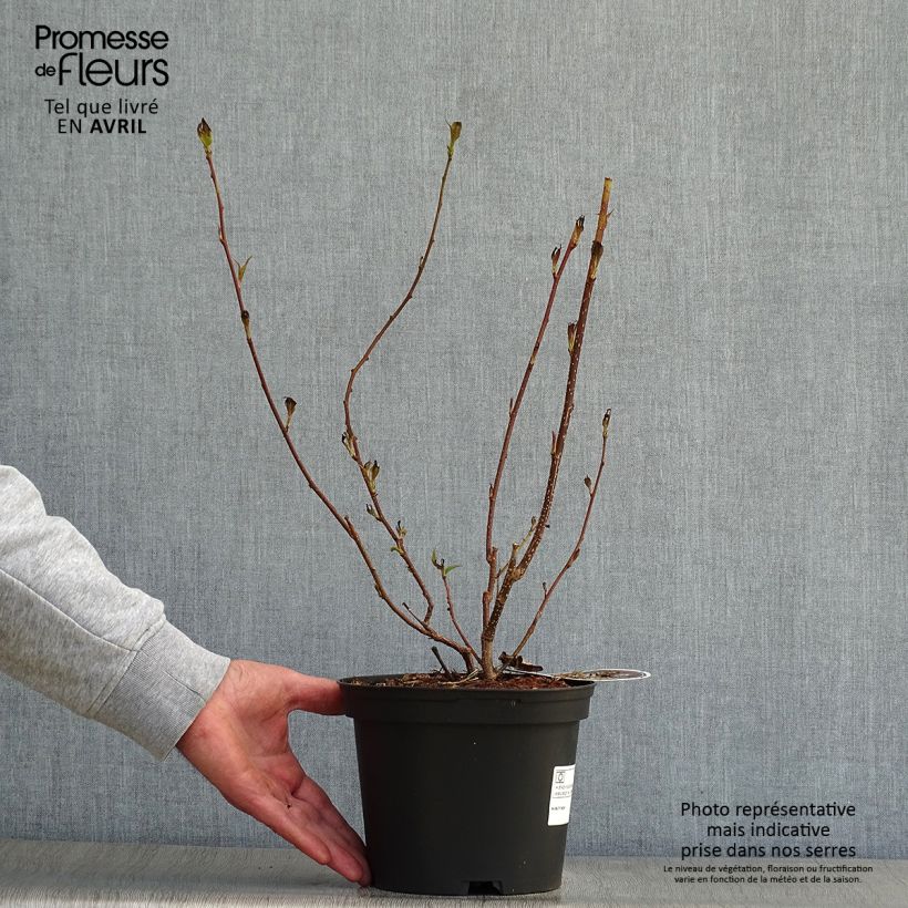 Exemplaar van Stachyurus praecox - Chinese staartaar Pot van 2 l/3 l zoals geleverd in de lente