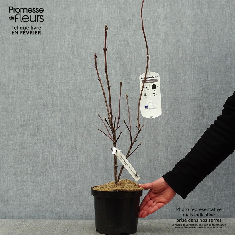 Example of Staphylea colchica Black Beauty - Pimpernoot Pot van 4 l/5 l as you get in hiver