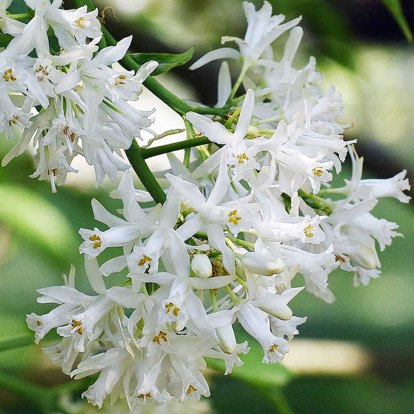 Staphylea colchica Black Jack - Pimpernoot (Bloei)
