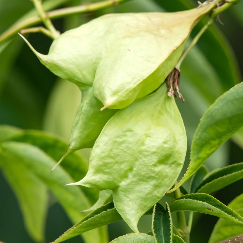 Staphylea colchica Black Jack - Pimpernoot (Oogst)