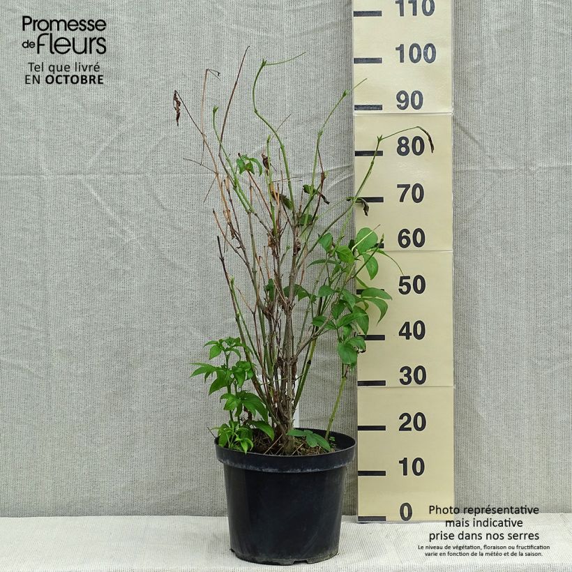 Exemplaar van Staphylea colchica - Pimpernoot Pot van 7,5 l/10 l zoals geleverd in de herfst