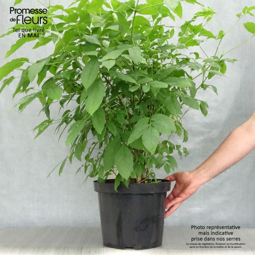 Exemplaar van Staphylea colchica - Pimpernoot Pot van 7,5 l/10 l zoals geleverd in de lente