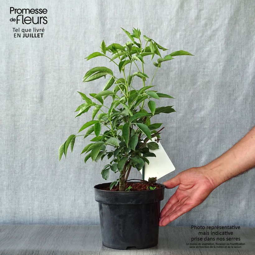 Exemplaar van Staphylea colchica - Pimpernoot Pot van 3 l/4 l zoals geleverd in de zomer
