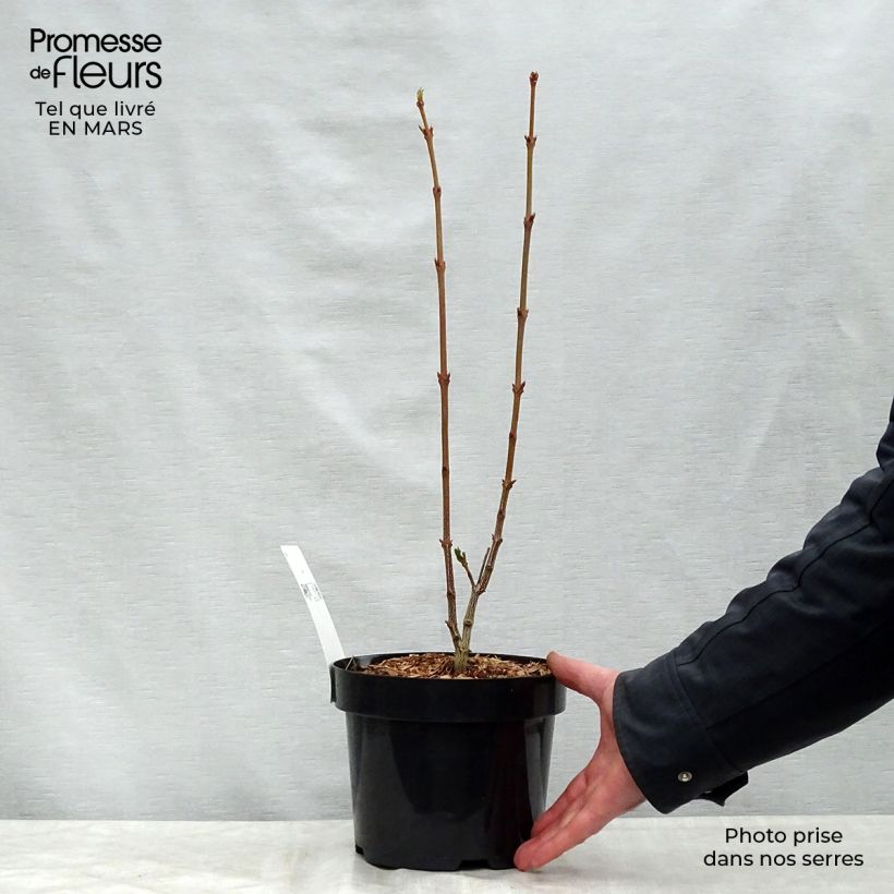Exemplaar van Staphylea colchica - Pimpernoot Pot van 3 l/4 l zoals geleverd in de lente