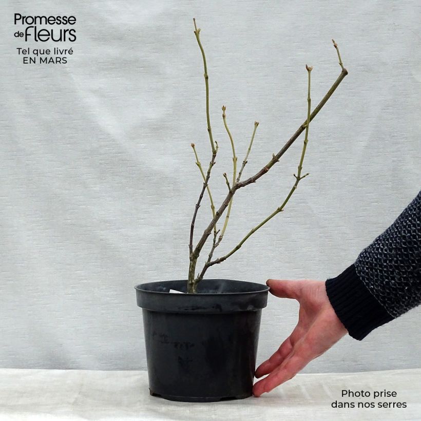 Exemplaar van Staphylea pinnata - Pimpernoot Plantklare kluit zoals geleverd in de winter