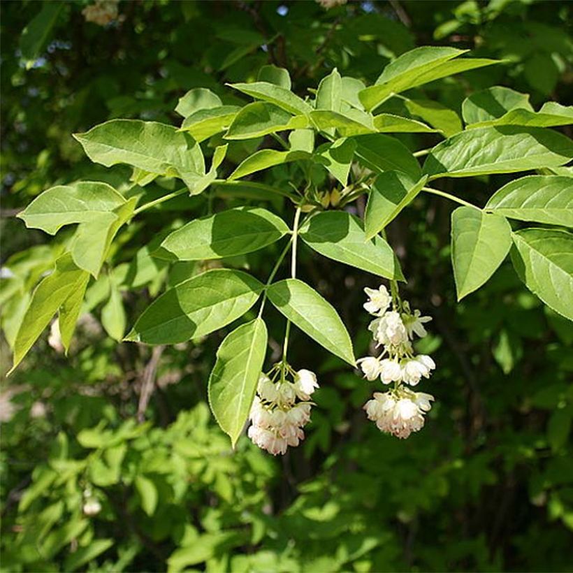 Staphylea pinnata - Pimpernoot (Flowering)