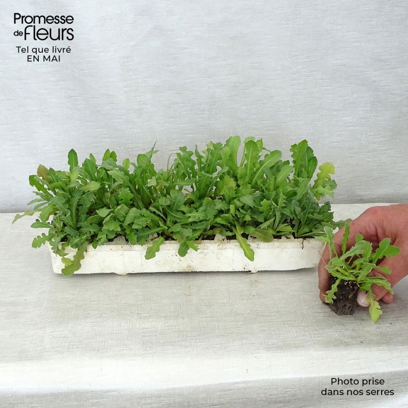 Exemplaar van Limonium sinuatum Forever mélange (zaad) - Statice Kluitplant: kluit 3,8 cm x 3,2 cm in een tray voor 16 planten zoals geleverd in de lente