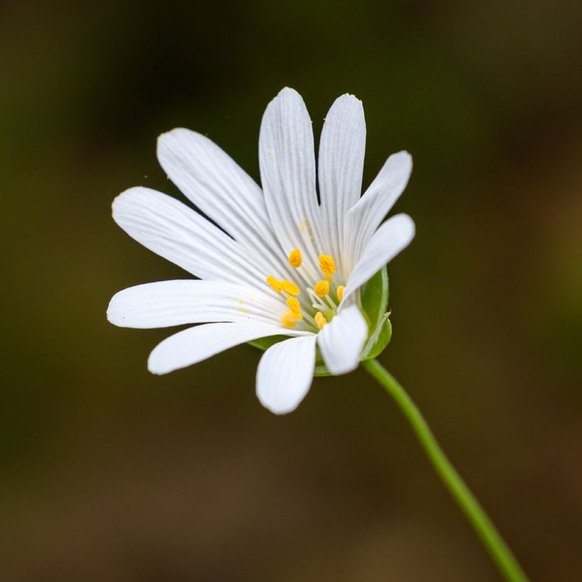 Stellaria holostea - Grote muur (Bloei)