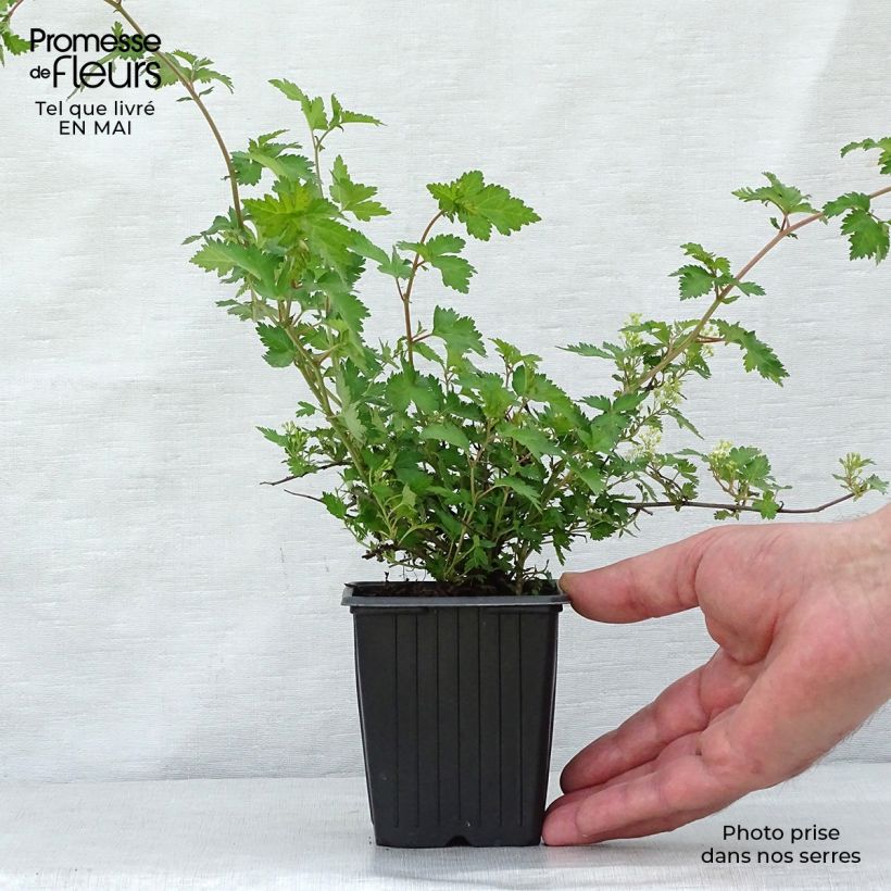 Exemplaar van Stephanandra incisa Crispa - Kransspirea Kweekpotje van 8/9 cm zoals geleverd in de lente