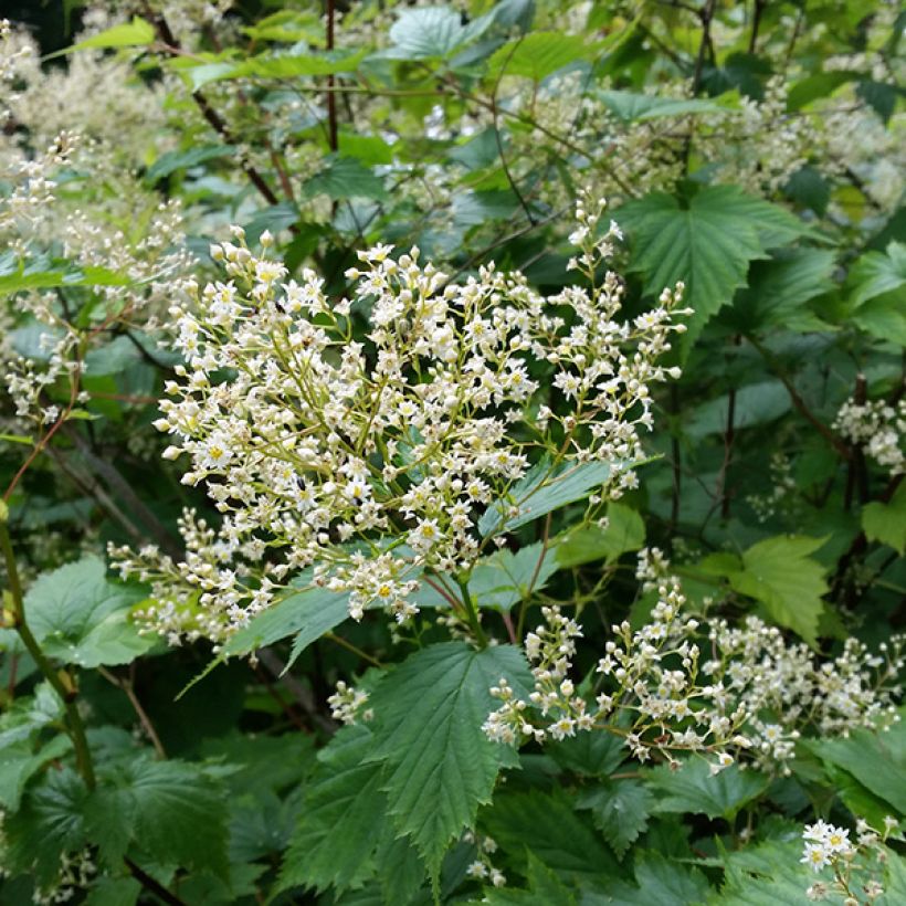 Stephanandra tanakae - Kransspirea (Bloei)