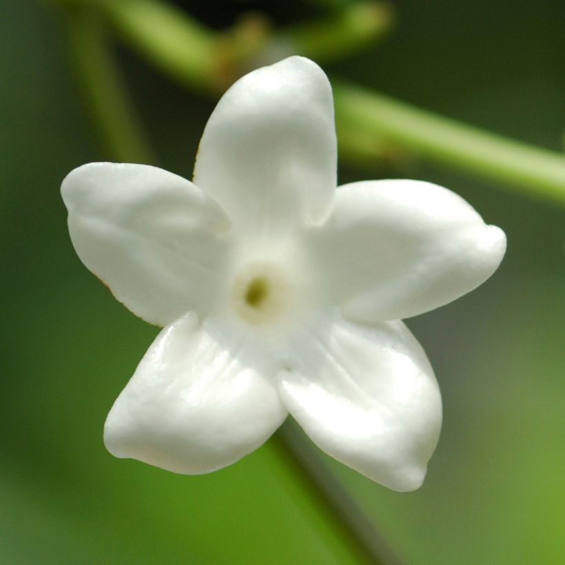 Stephanotis floribunda - Bruidsbloem (Bloei)