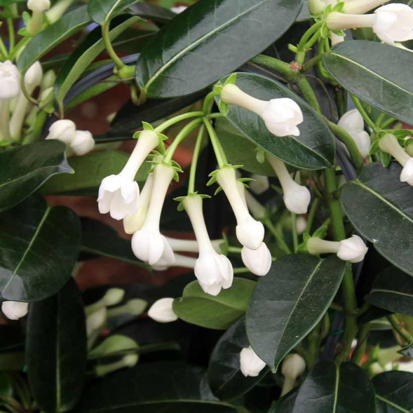 Stephanotis floribunda - Bruidsbloem (Blad)