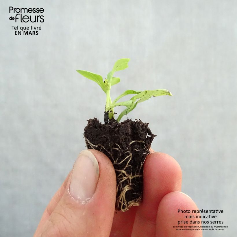 Exemplaar van Honingkruid Sweet Honey (jonge planten) Mini-mot Ø 3/4 cm zoals geleverd in de lente