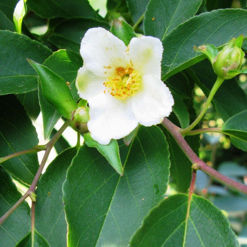 Stewartia monadelpha - Boomcamelia (Bloei)