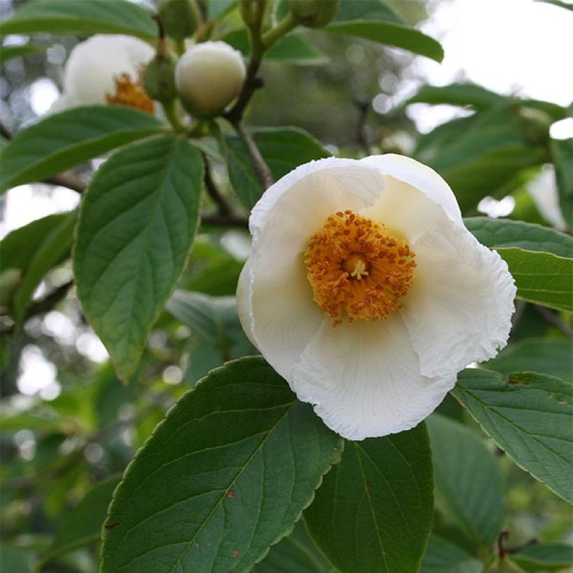 Stewartia pseudocamellia - Schijncamelia (Bloei)