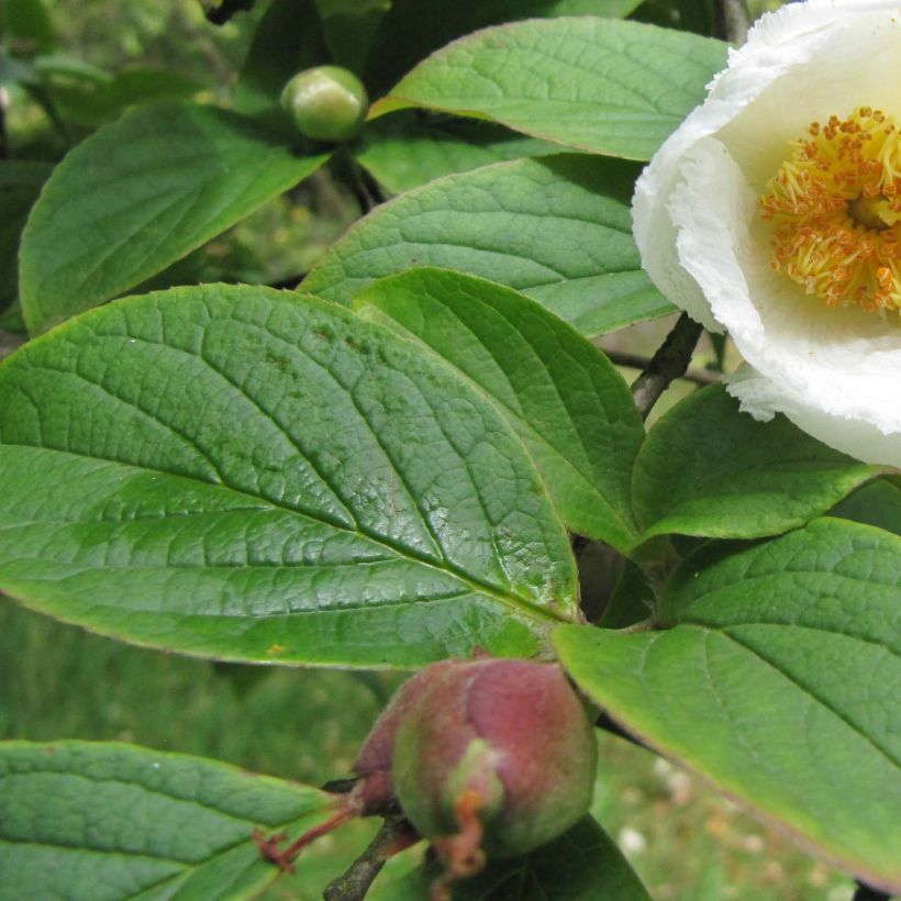 Stewartia pseudocamellia Koreana - Schijncamelia (Blad)