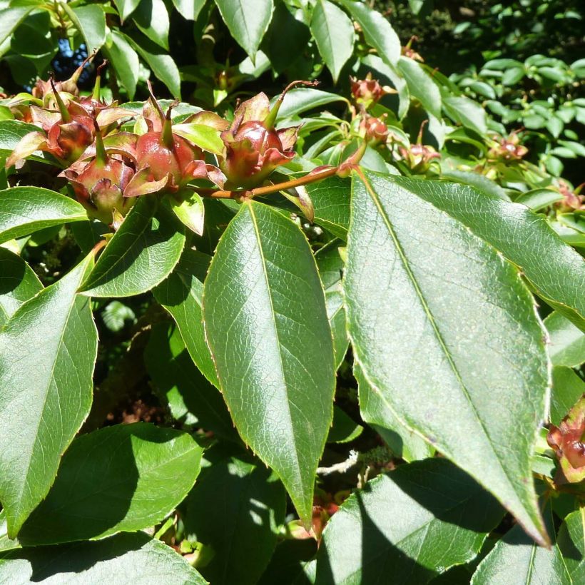 Stewartia rostrata - Schijncamelia (Foliage)