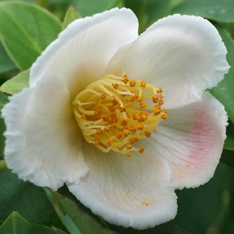 Stewartia rostrata - Schijncamelia (Flowering)