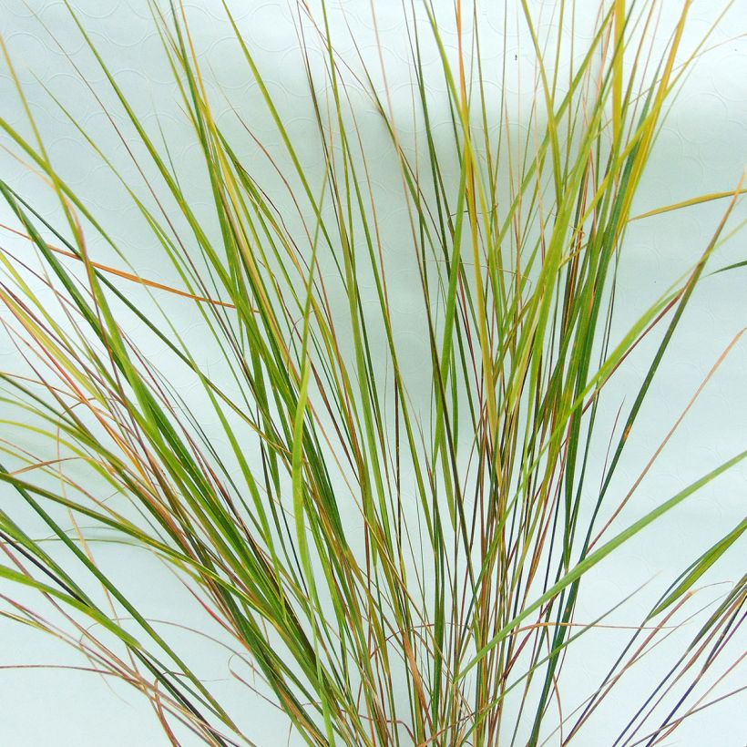 Stipa arundinacea - Fazantstaartgras (Foliage)