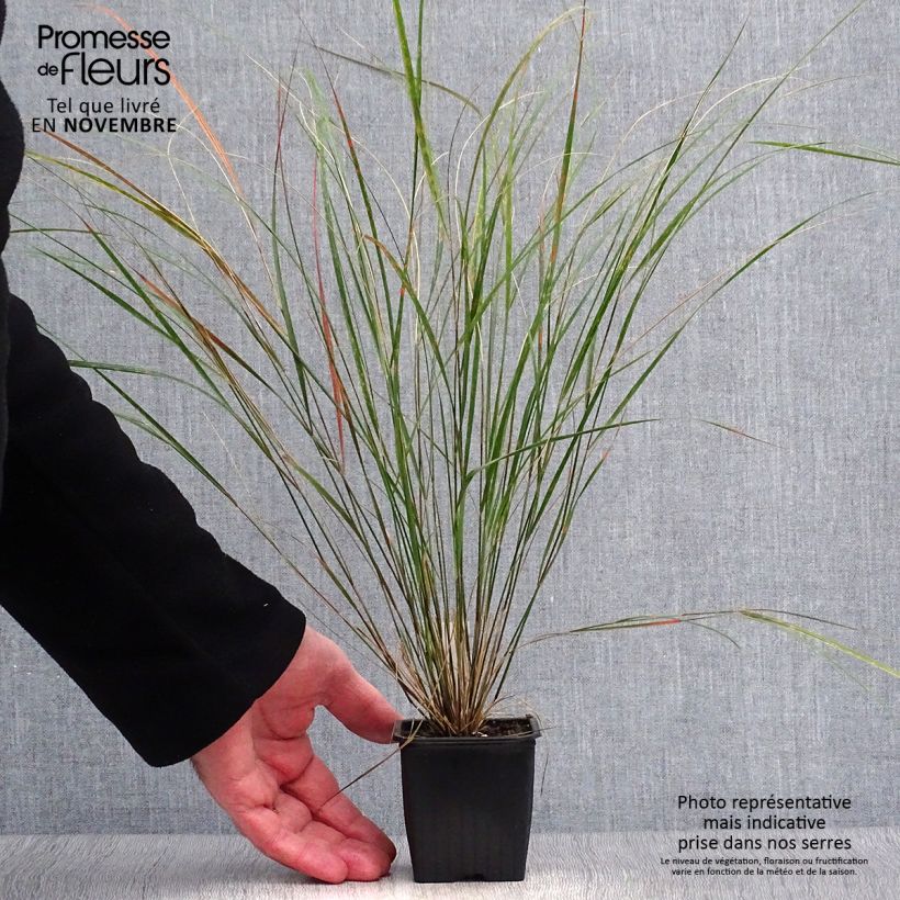 Exemplaar van Stipa arundinacea - Fazantstaartgras Kweekpotje van 8/9 cm zoals geleverd in de herfst
