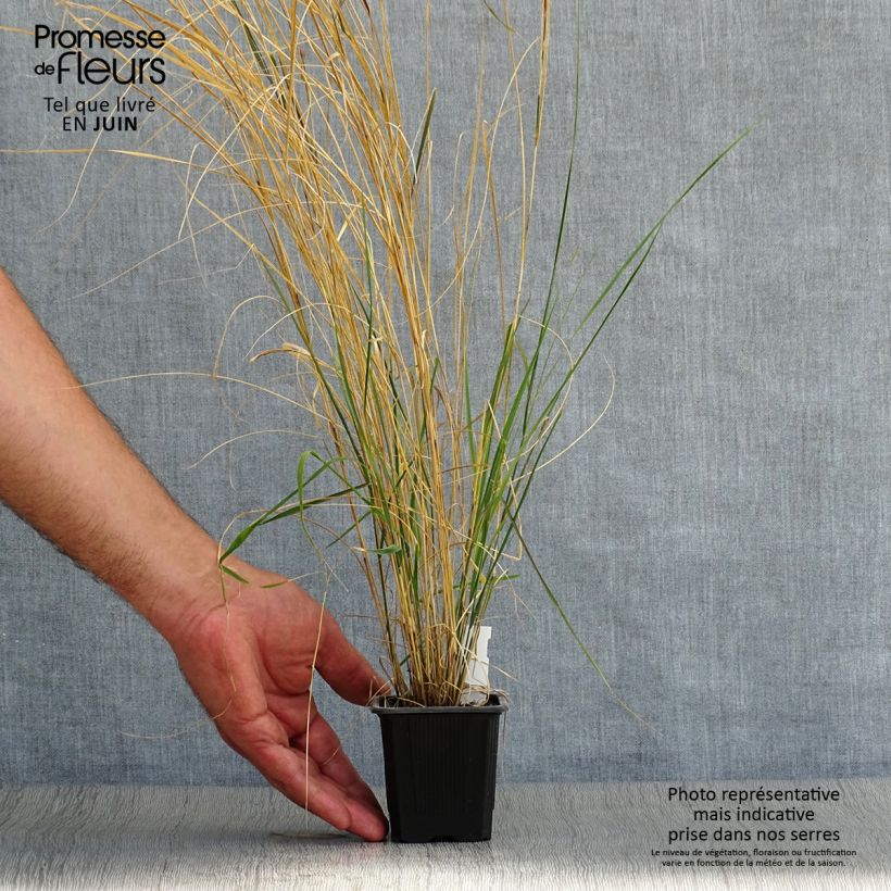 Exemplaar van Stipa arundinacea - Fazantstaartgras Kweekpotje van 8/9 cm zoals geleverd in de zomer