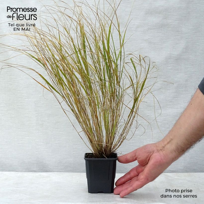 Example of Stipa arundinacea - Fazantstaartgras Kweekpotje van 8/9 cm as you get in printemps