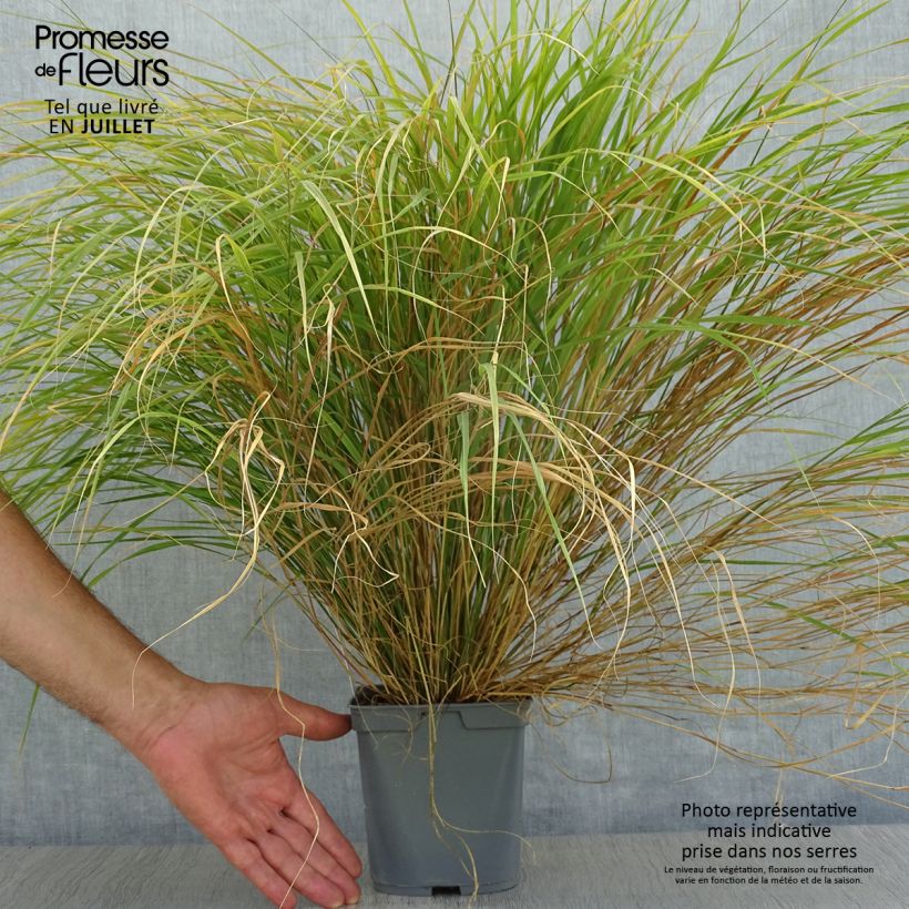 Exemplaar van Stipa arundinacea - Fazantstaartgras Pot van 2 l/3 l zoals geleverd in de zomer