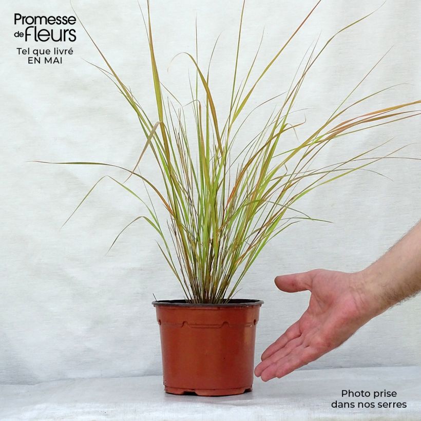 Example of Stipa arundinacea - Fazantstaartgras Pot van 2 l/3 l as you get in printemps