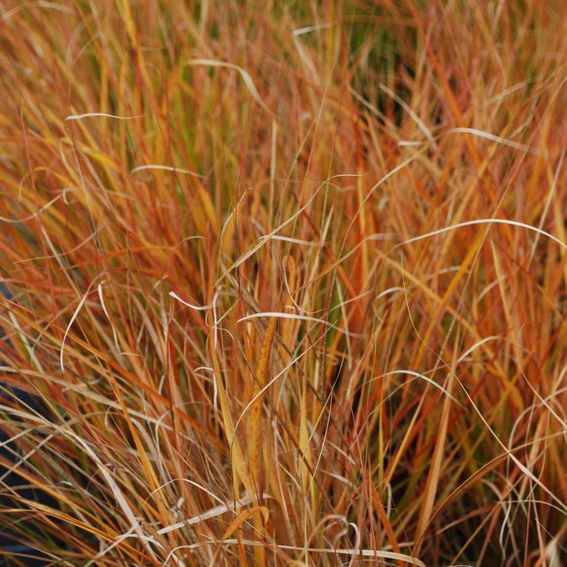 Stipa arundinacea Sirocco - Fazantstaartgras (Blad)