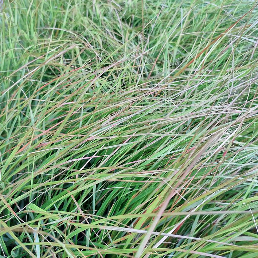 Stipa arundinacea Sirocco - Fazantstaartgras (Blad)