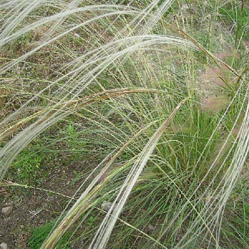 Stipa barbata - Vedergras (Bloei)