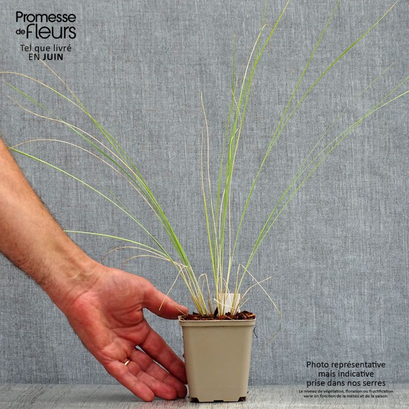 Exemplaar van Stipa barbata - Vedergras Kweekpotje van 7/8 cm zoals geleverd in de zomer