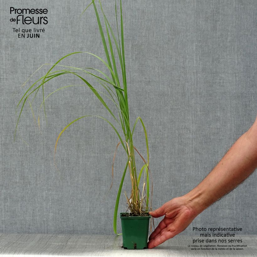 Exemplaar van Stipa calamagrostis - Diamantgras Kweekpotje van 8/9 cm zoals geleverd in de zomer