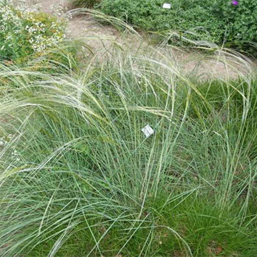 Stipa capillata - Vedergras (Plant habit)