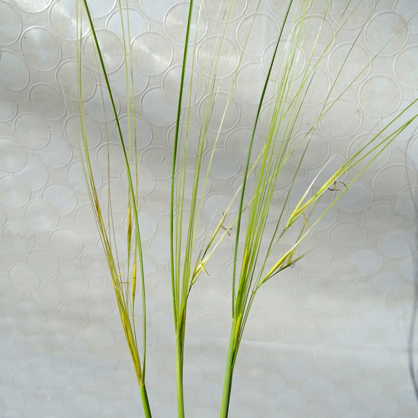 Stipa capillata - Vedergras (Flowering)