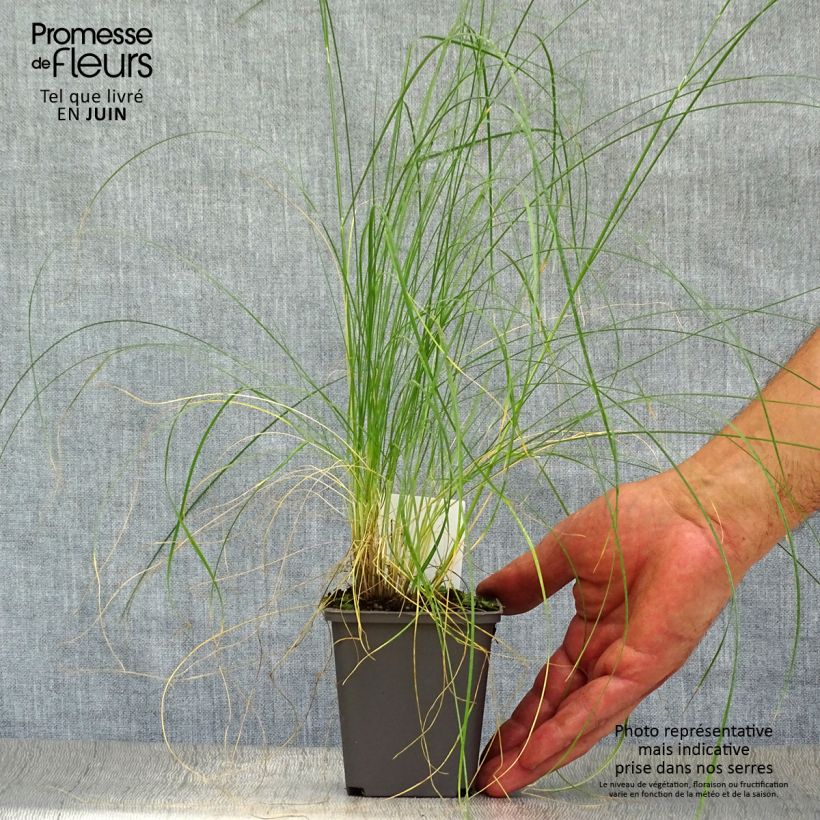 Exemplaar van Stipa capillata - Vedergras Kweekpotje van 8/9 cm zoals geleverd in de zomer