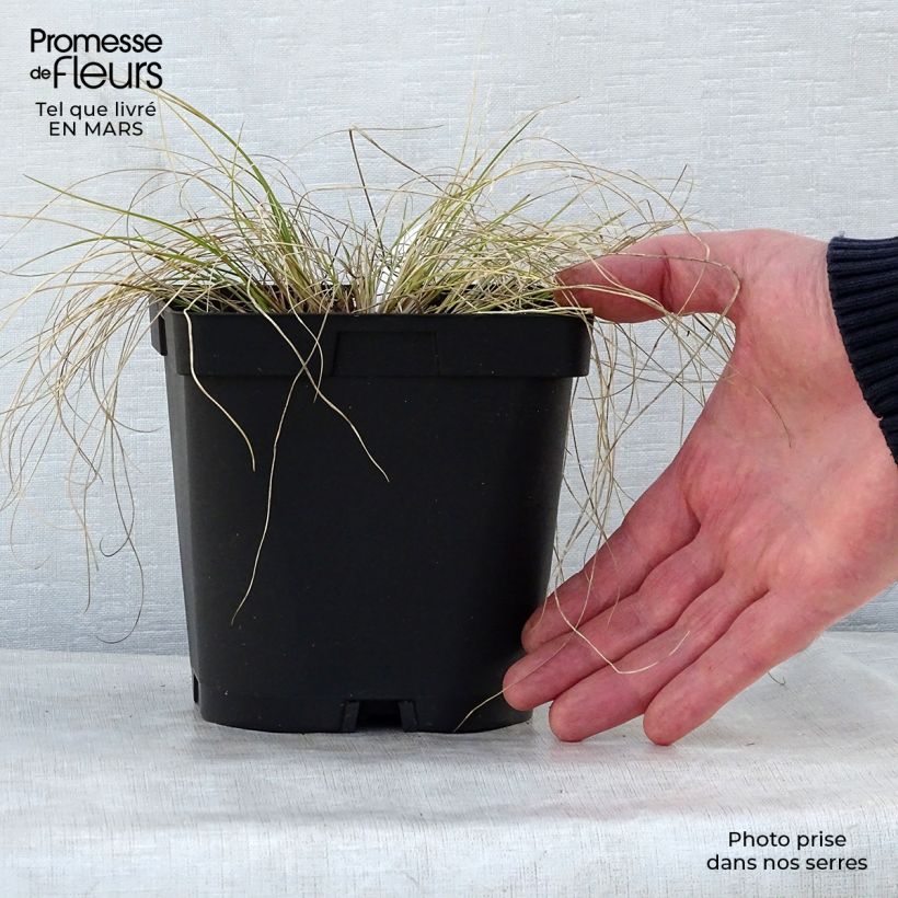 Example of Stipa capillata - Vedergras Pot van 2 l/3 l as you get in printemps